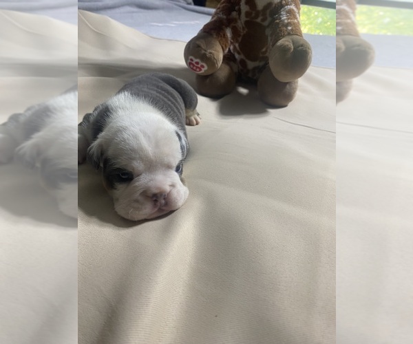 Medium Photo #5 English Bulldog Puppy For Sale in MASSENA, NY, USA