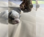 Small Photo #5 English Bulldog Puppy For Sale in MASSENA, NY, USA