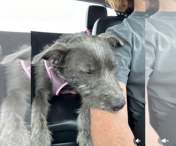 Medium Photo #4 Mutt Puppy For Sale in Columbus, IN, USA