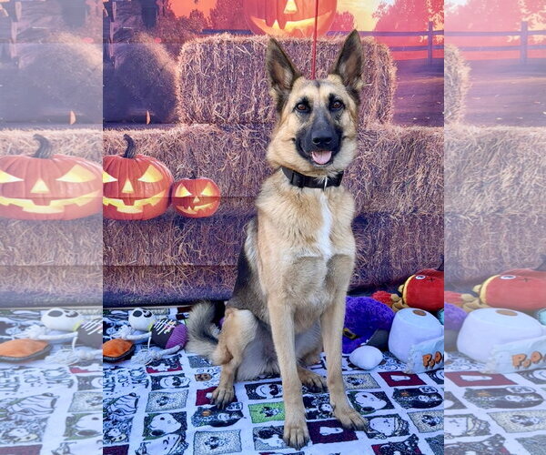 Medium Photo #5 German Shepherd Dog Puppy For Sale in Lake Elsinore, CA, USA