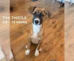 Small Photo #5 German Shepherd Dog-Unknown Mix Puppy For Sale in Imlay City, MI, USA