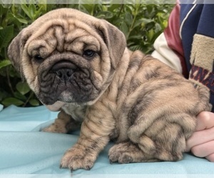 English Bulldog Puppy for Sale in KNIGHTDALE, North Carolina USA