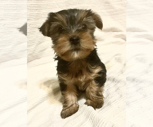 Yorkshire Terrier Puppy for sale in ALTA, CA, USA