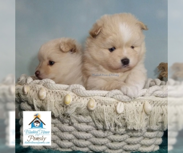 Medium Photo #11 Pomsky Puppy For Sale in RAMSEY, MN, USA
