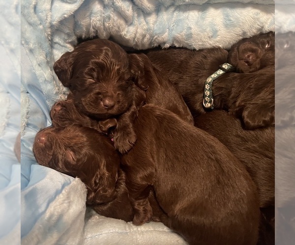 Medium Photo #6 Boykin Spaniel Puppy For Sale in BISHOP, TX, USA