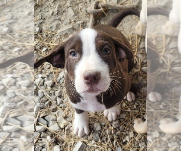 Medium Photo #3 Labrador Retriever-Unknown Mix Puppy For Sale in Bolivar, MO, USA
