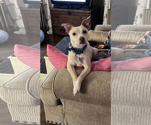 Chihuahua-Unknown Mix Dogs for adoption in Landenberg, PA, USA