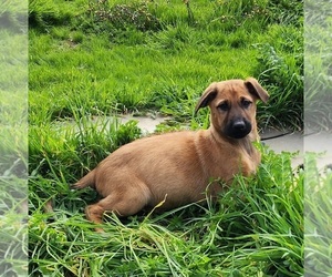 German Shepherd Dog-Rhodesian Ridgeback Mix Puppy for sale in MADERA, CA, USA
