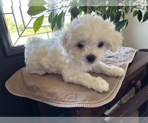 Maltese Puppy for sale in HARVEST, AL, USA