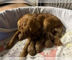Small #7 Golden Retriever
