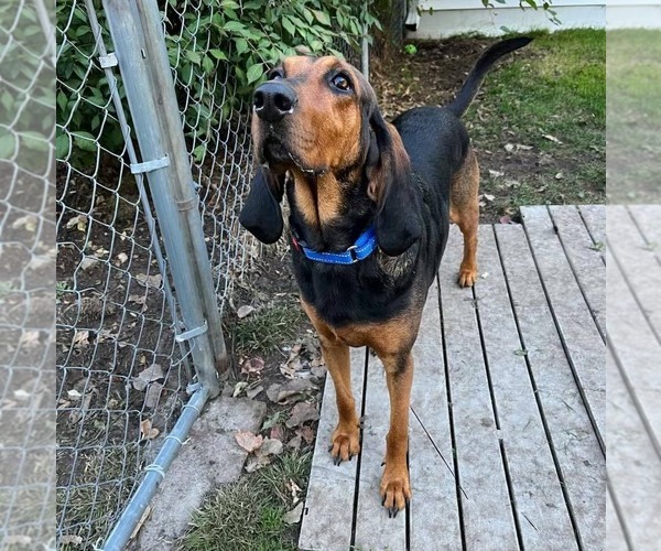 Medium Photo #2 Coonhound Puppy For Sale in Muskegon, MI, USA