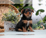 Small Photo #26 Shorkie Tzu Puppy For Sale in KIRKWOOD, PA, USA