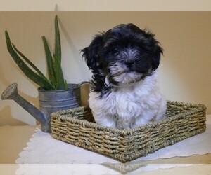 Havanese Puppy for sale in THREE RIVERS, MI, USA