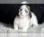 Small Photo #110 Poodle (Toy) Puppy For Sale in WARSAW, IN, USA