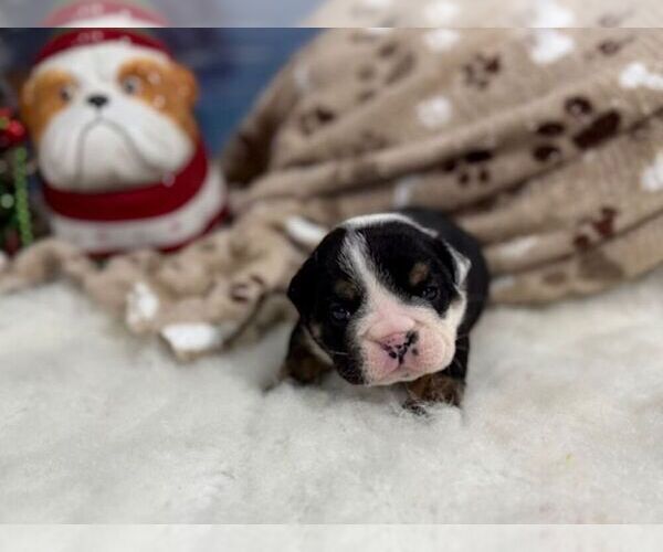 Medium Photo #5 English Bulldog Puppy For Sale in OOLOGAH, OK, USA