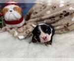 Small #4 English Bulldog