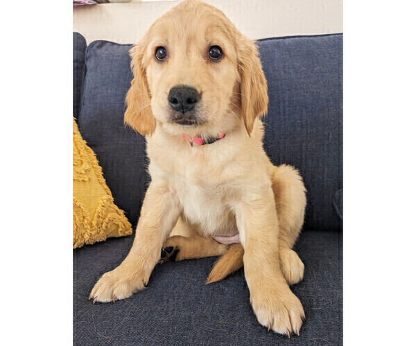 Medium Photo #2 Golden Retriever Puppy For Sale in SAN MARCOS, CA, USA