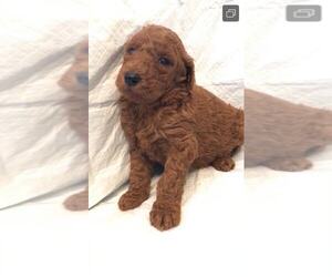 Poodle (Standard) Puppy for sale in BROOKLYN, NY, USA