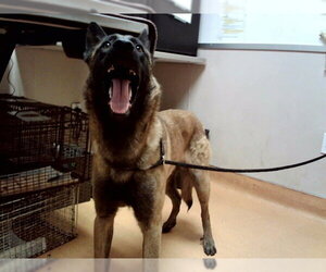 Mutt Dogs for adoption in Martinez, CA, USA