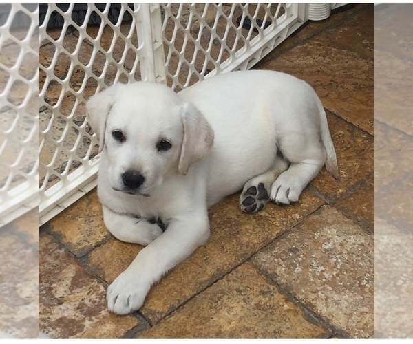 Medium Photo #1 Labrador Retriever Puppy For Sale in homestead, FL, USA