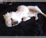 Small Photo #2  Puppy For Sale in , 