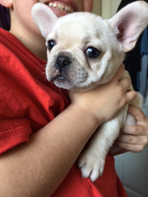 Medium Photo #2 French Bulldog Puppy For Sale in TEMPLETON, CA, USA