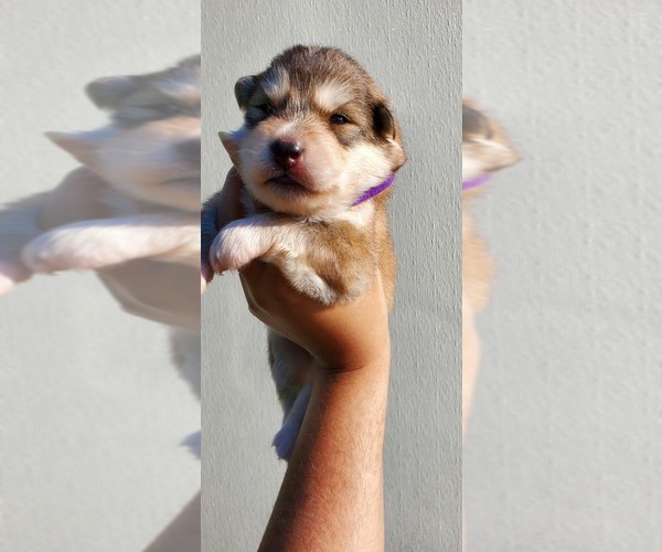 Medium Photo #2 German Shepherd Dog-Siberian Husky Mix Puppy For Sale in MANTUA, OH, USA