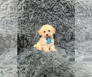 Poodle (Toy) Puppy for sale in JEFFERSONVILLE, IN, USA