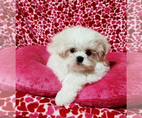 Medium Photo #2 Maltese Puppy For Sale in BRANDON, MS, USA