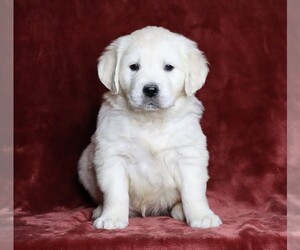 English Cream Golden Retriever Puppy for sale in FREDERICKSBG, OH, USA