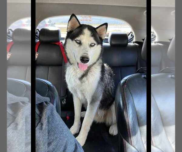 Medium Photo #4 - Mix Puppy For Sale in Scottsboro, AL, USA