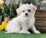 Small #4 La-Chon