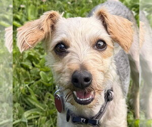 Mutt Dogs for adoption in Jefferson, WI, USA