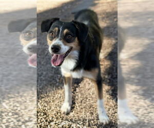 Border-Aussie Dogs for adoption in Phoenix, AZ, USA