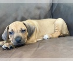 Small Photo #27 Rhodesian Ridgeback Puppy For Sale in KELLER, TX, USA