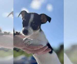 Chihuahua-Unknown Mix Dogs for adoption in New York, NY, USA