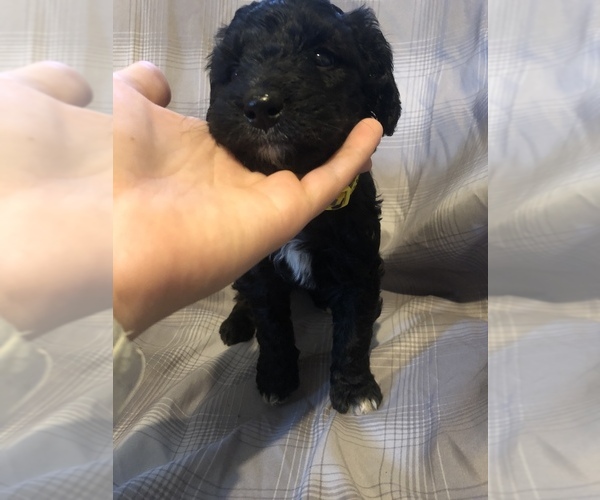 Medium Photo #8 Bernedoodle Puppy For Sale in WINTER, WI, USA