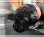Small Photo #11 Labrador Retriever Puppy For Sale in EDGEWOOD, TX, USA
