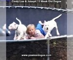 Small Photo #187 Dogo Argentino Puppy For Sale in PINEVILLE, MO, USA