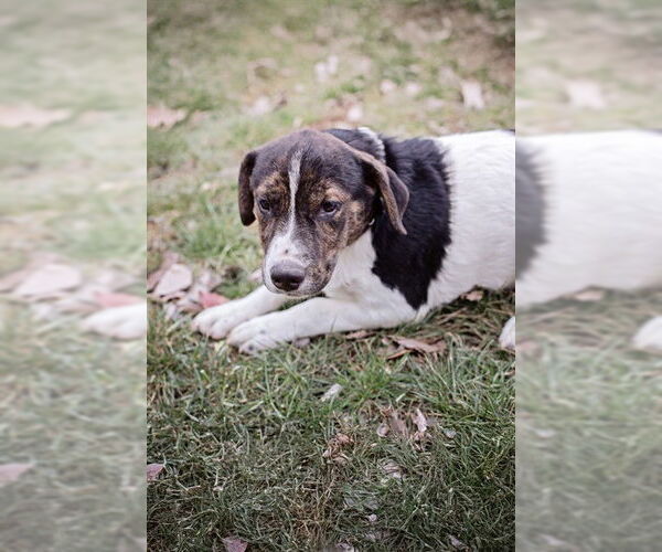 Medium Photo #1 Mutt Puppy For Sale in Belleville, IL, USA