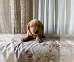 Puppy AKC Ben Golden Retriever