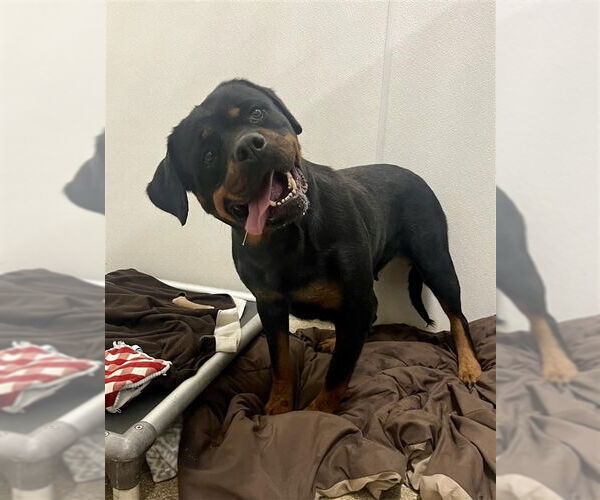 Medium Photo #4 Rottweiler Puppy For Sale in White Hall, AR, USA