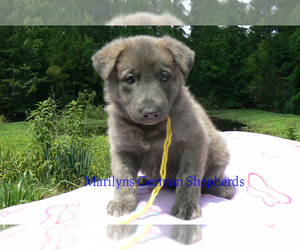 German Shepherd Dog Puppy for Sale in PIEDMONT, Missouri USA