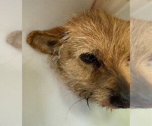 Norwich Terrier Dogs for adoption in Martinez, CA, USA