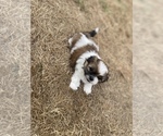 Small Photo #42 Shih Tzu Puppy For Sale in VENETA, OR, USA