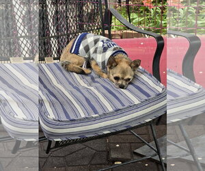Gavin Ragnaruff - Male Mutt Dog for Adoption - Photo #4