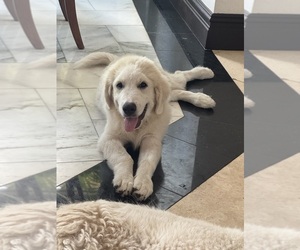 Great Pyrenees Puppy for sale in ORMOND BEACH, FL, USA