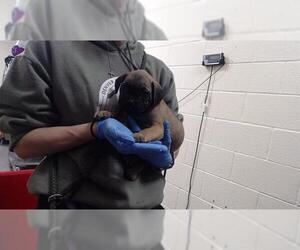 Mutt Dogs for adoption in Denver, CO, USA