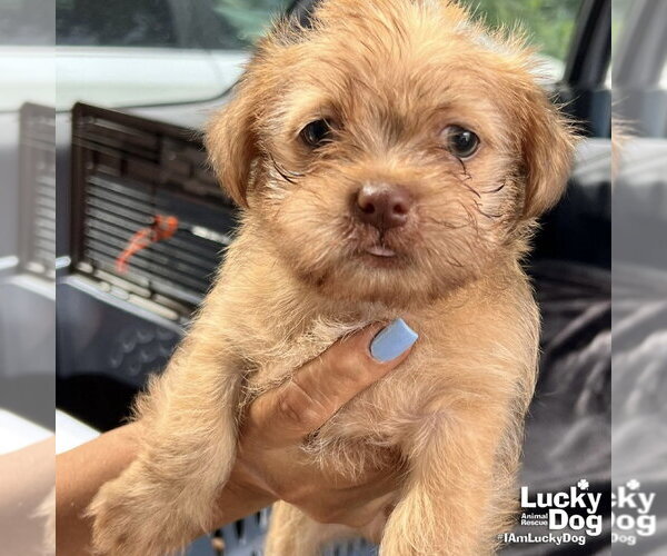 Medium Photo #1 Chihuahua-Unknown Mix Puppy For Sale in Washington, DC, USA