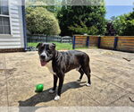 Small #11 Plott Hound Mix